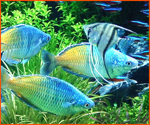 熱帯魚の適温と適切な水質